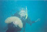 30 Laekker slimet orm Lennarth holder, Michaelmas Reef ud for Cairns - 230499